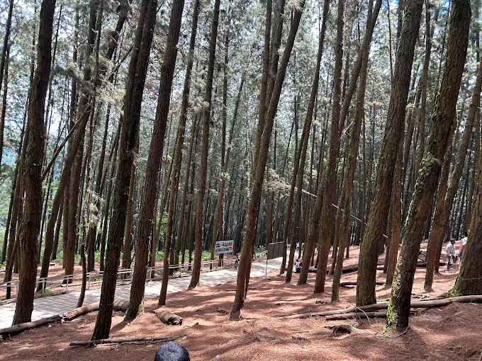 Pine Forest Vagamon
